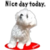 Maltese dog 18