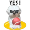 Maltese dog 19