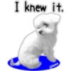 Maltese dog 20