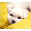 Maltese dog 21