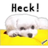 Maltese dog 22