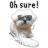 Maltese dog 23