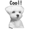 Maltese dog 24