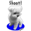 Maltese dog 25