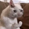 Crazy Animals 17