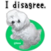 Maltese dog 26
