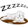Maltese dog 27