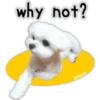 Maltese dog 28