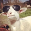 Crazy Animals 18