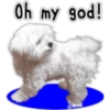 Maltese dog 29