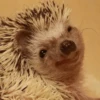 Crazy Animals 19