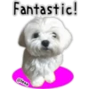 Maltese dog 30