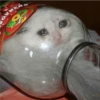 Gato en el tarro