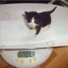 Pesa SMOL