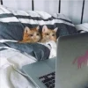 Peli en la cama