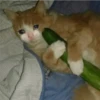 Abraza pepino