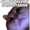 OLAC TE OLVIDO
CONTESTARME