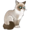 Cute Cats 29