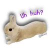 White RABITT 5