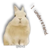 White RABITT 10
