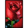 Rosas bellas 5