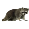 Mapache 5