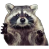 Mapache 6