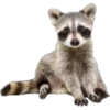 Mapache 7