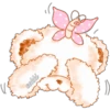 cokki