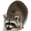 Mapache 8