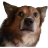 Perros & Gatos memes 6