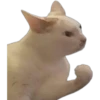 Perros & Gatos memes 7