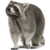 Mapache 14