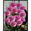 Rosas bellas 11