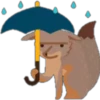 Zorro 14