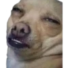 Perros & Gatos memes 8