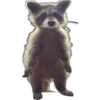 Mapache 18