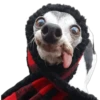 Perros & Gatos memes 9