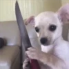 Perros & Gatos memes 10