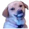 Perros & Gatos memes 11
