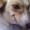 Perros & Gatos memes 12