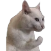 Perros & Gatos memes 13
