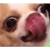 Perros & Gatos memes 14
