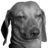 Perros & Gatos memes 15