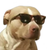 Perros & Gatos memes 16