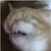 Perros & Gatos memes 17