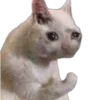 Perros & Gatos memes 18