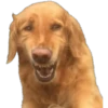 Perros & Gatos memes 19