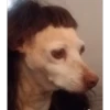 Perros & Gatos memes 20