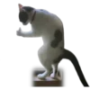 Perros & Gatos memes 22
